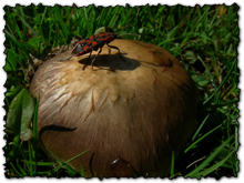 cimice