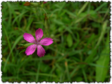 fiore