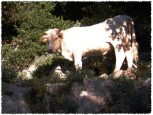 mucca