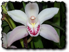orchidea